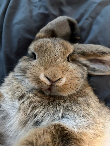 Jerry the lop