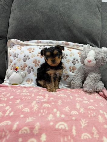 Adorable Yorkshire Terrier puppy 1 boy available.