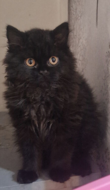 GCCF reg British Longhair boy
