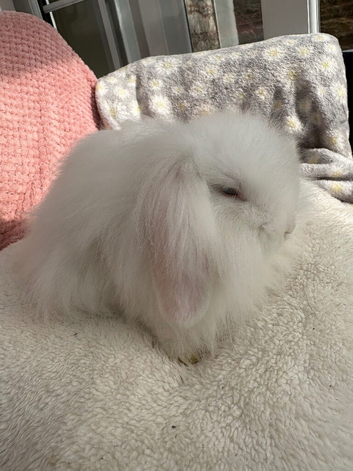 Mini lops/raised indoors/ vaccinated