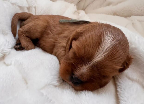 BEAUTIFUL CAVALIER KING CHARLES SPANIEL PUPPIES
