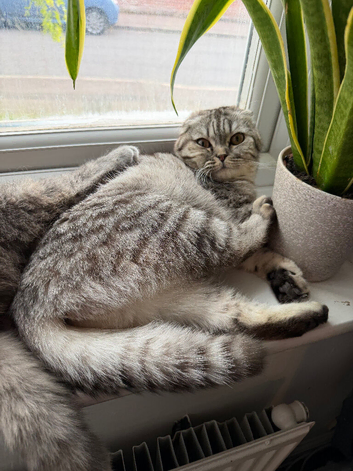 Scottish fold girl