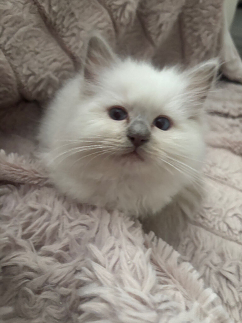 Stunning gccf lilac ragdoll boy big and chunky