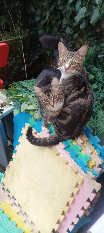 Cats