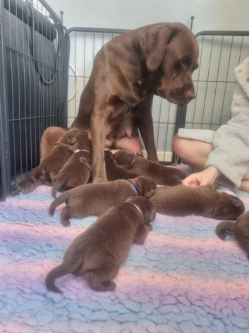 Gorgeous KC Labrdaor Retrievers, Fully Health Tested.