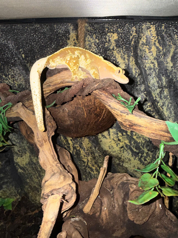 Creative gecko