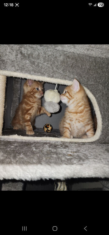 Ginger boys ready for new homes