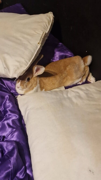 Female rabbit unsure in breed