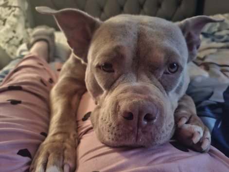 Pocket bully female