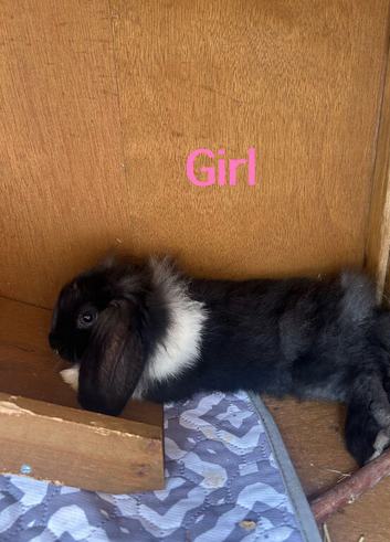 6 baby bunnies for sale in Exeter