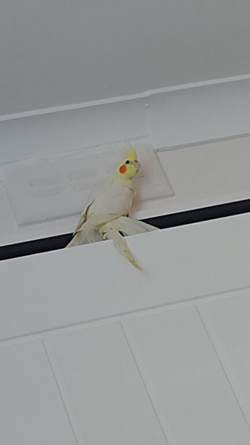 8 month old cockatiel