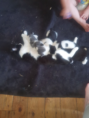 3 kittens