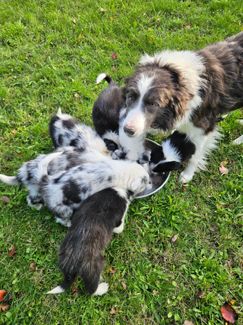 Beautiful border collie pups for sale