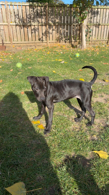 Nova