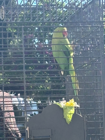 Green Parrot