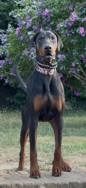 Doberman for stud (proven)