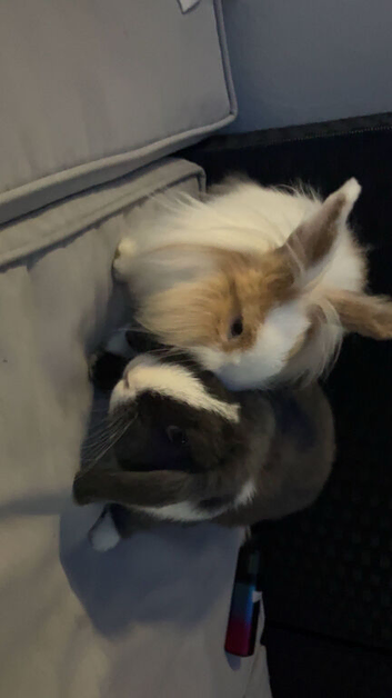 Mini lop male 4 months