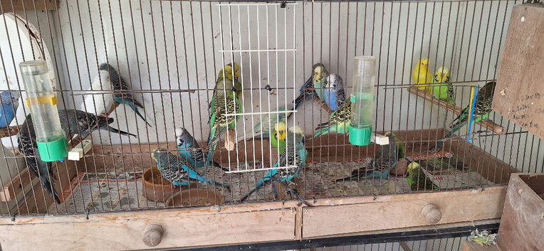 Exhibition budgies