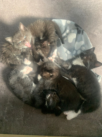 Kittens ready now for forever homes