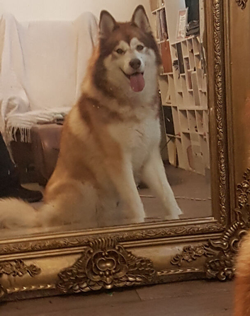 Foster my dog