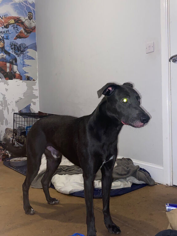 Lurcher cross breed 1yr old