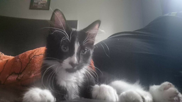 Black and white kitten