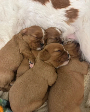 Fully Health Tested Cavalier King Charles Spaniel Puppies