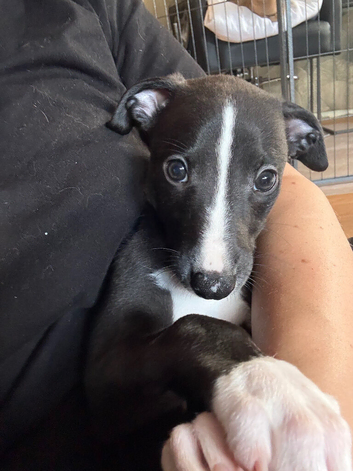 Whippet Puppy&rsquo;s ️️️