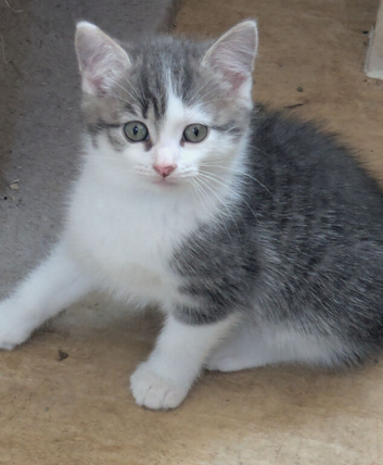 GORGEOUS SHORTHAIR CROSS BLUE/GREY BOY