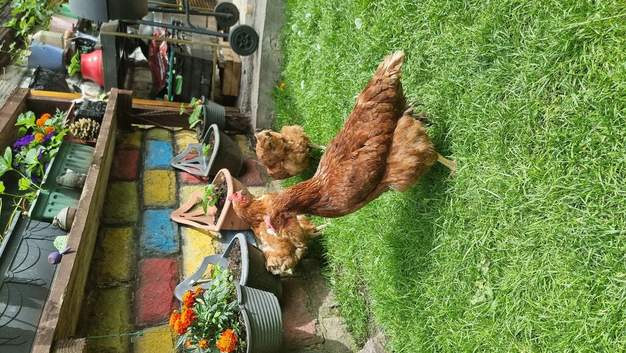 Chicken hens