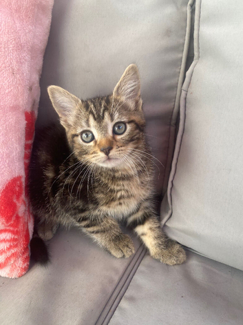 Female Kittens ready now