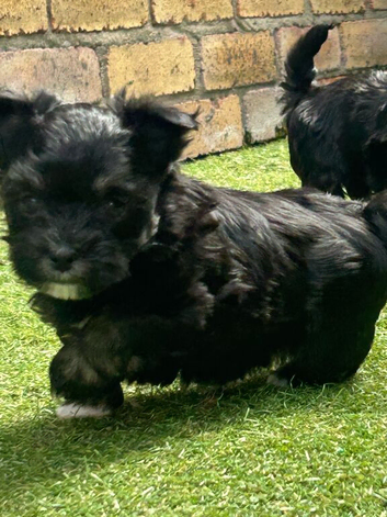 Stunning unique Morkies (maltese x yorkie)  #Belfast#
