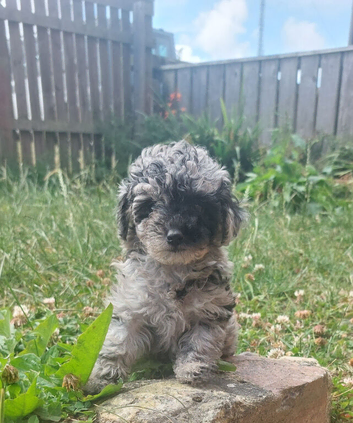 Asian tea cup poodle x small toy male