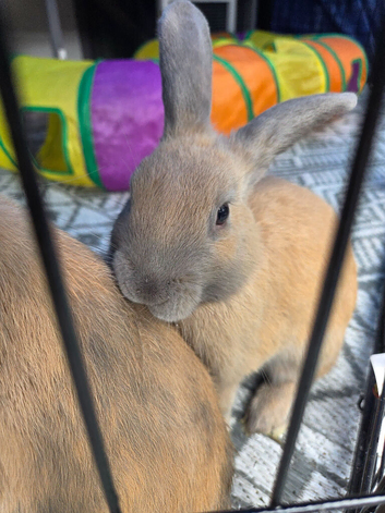 2 x Rex x dwaf rabbits