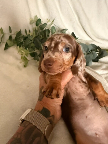 Beautiful Miniature Dachshund Puppies