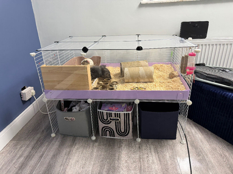 Guinea pigs include eveything