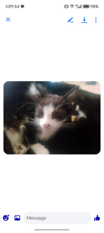 4 beautiful kittens