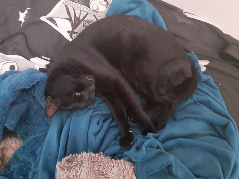 Male 5 year old black cat