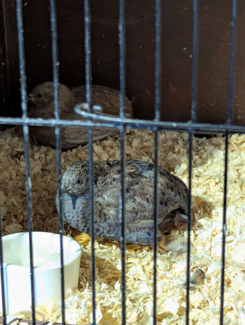2 x 10 week old Chinese painted quails