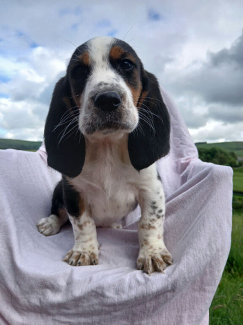 Basset x beagle puppies