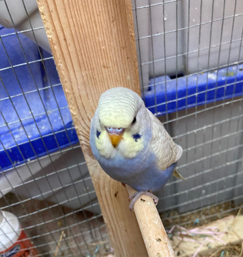 Baby aviary bred budgies