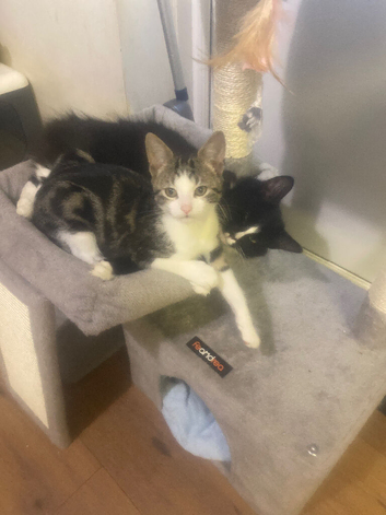 Loving home needed