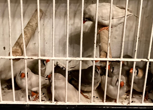 Zebra finches for sale