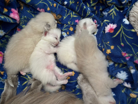 3week ragdoll kitties
