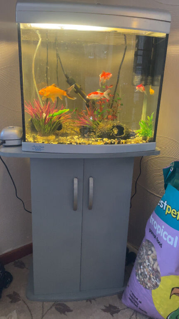 Fish tank with fish