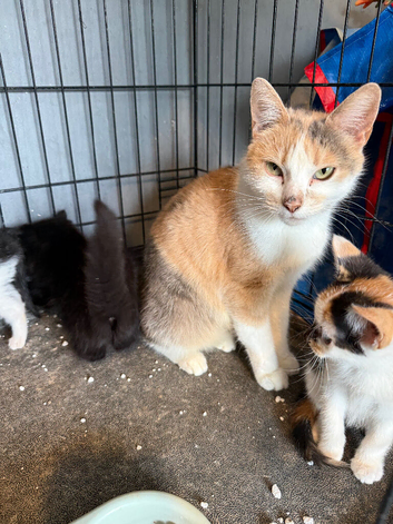 Kittens