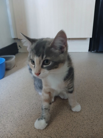 8 month old boy