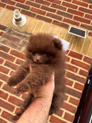 Tea cup Pomeranians