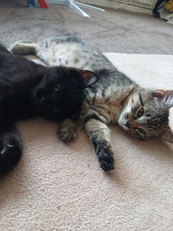 1 adorable little boy left! PRICE REDUCED AGAIN! These kittens are well worth the price take totally of the dagdoll side
