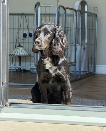 KC Registered Working Cocker Spaniels